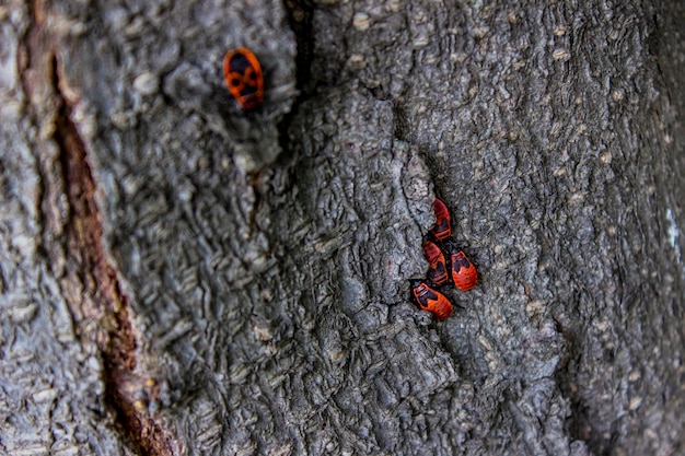 Firebugs su una corteccia di albero