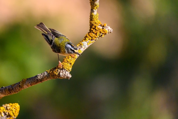 Firecrest o regulus ignicapilla appollaiato su un ramoscello