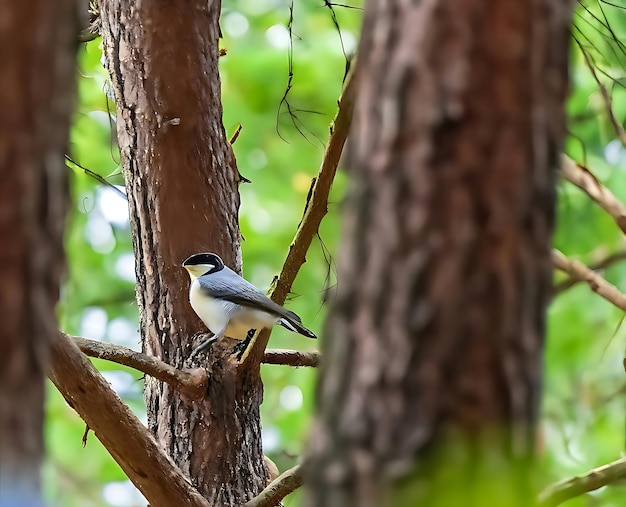 Firecrest Regulus ignicapilla piccolo uccello della foresta con la cresta gialla che canta nella foresta buia molto piccolo uccello passerino della famiglia dei kinglet