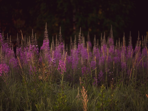 Fireweed in fiore Chamaenerion angustifolium illuminato dal sole mattutino prato di fireweed in fiore