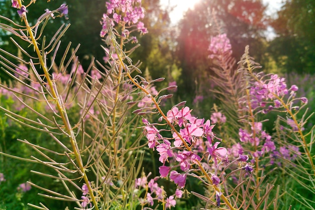 Fireweed o Blooming Sally erba curativa pianta fiorita estiva con fiori rosa magenta