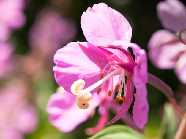 Fireweed rosa Wildflower.