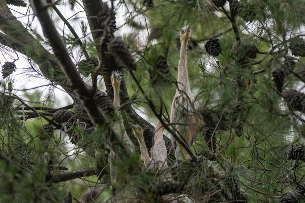 Fischio Heron Syrigma sibilatrix xAIbera paludi Corrientes Provincia Argentina