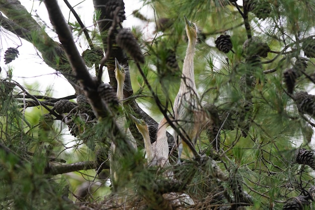 Fischio Heron Syrigma sibilatrix xAIbera paludi Corrientes Provincia Argentina