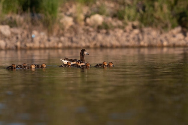 Fischione meridionale Anas sibilatrix in ambiente palustre La Pampa Provincia Patagonia Argentina