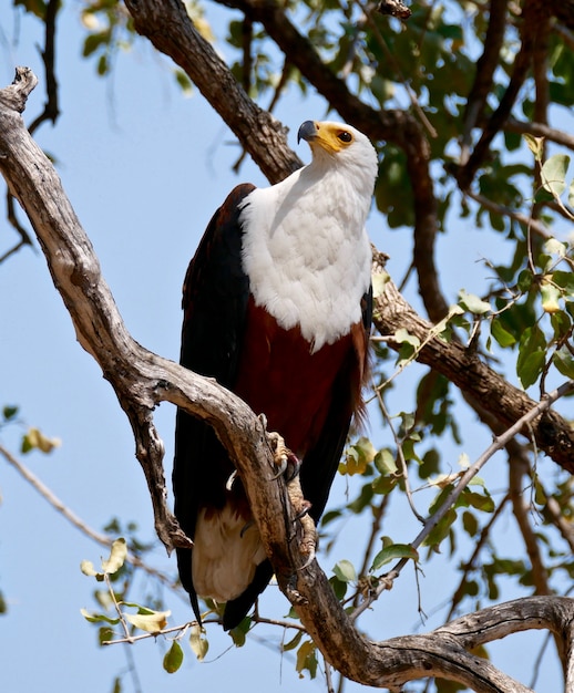 Fish Eagle in South Luangwa, Zambia