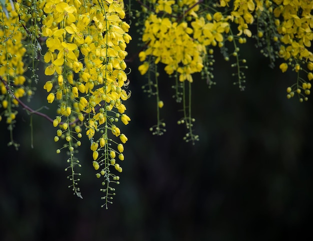 Fistola indiana di Maggiociondolo Cassia in giardino.