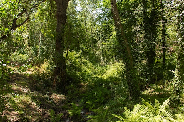 Fitta foresta con piante e alberi verdi.