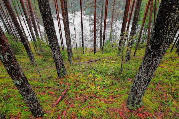 Fitta foresta in riva al lago