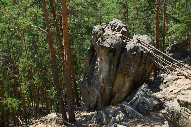 Fitta foresta mista con grandi pietre Sfondo naturale