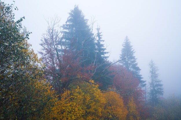 Fitte foreste colorate nelle calde montagne verdi dei Carpazi ricoperte da una fitta nebbia grigia