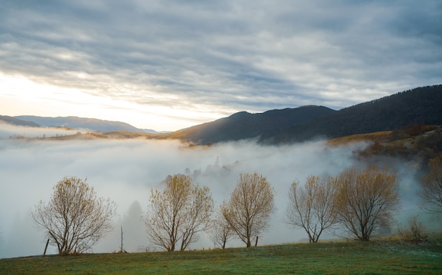 Fitte foreste colorate nelle calde montagne verdi dei Carpazi ricoperte da una fitta nebbia grigia