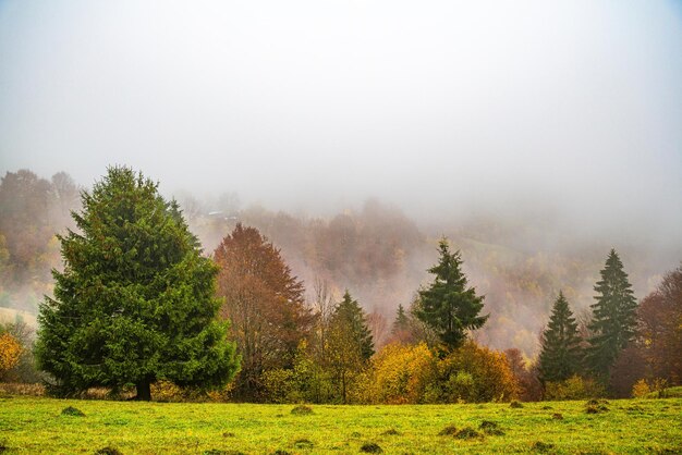 Fitte foreste colorate nelle calde montagne verdi dei Carpazi ricoperte da una fitta nebbia grigia