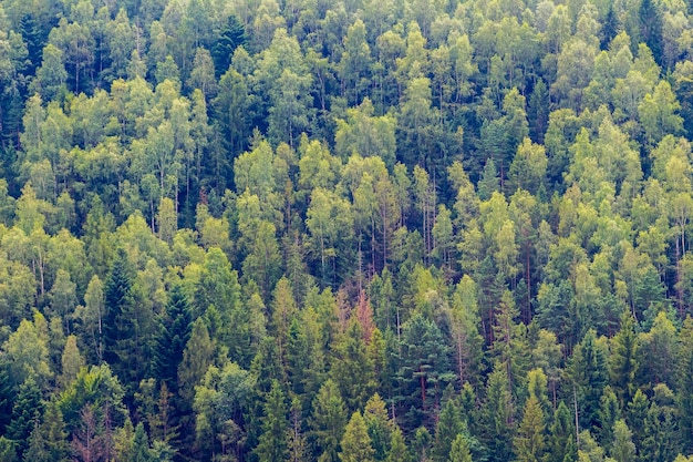 Fitti alberi nelle foreste