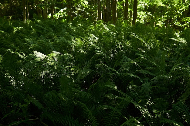 Fitti boschetti di felci forestali all'ombra tra tronchi d'albero