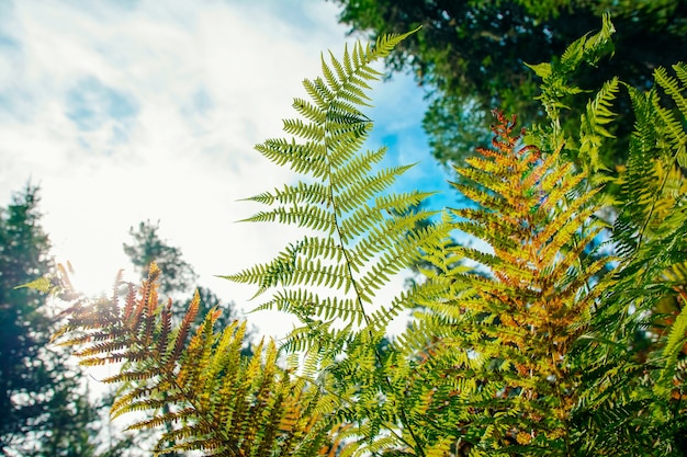 Fitti boschetti di felci nella foresta