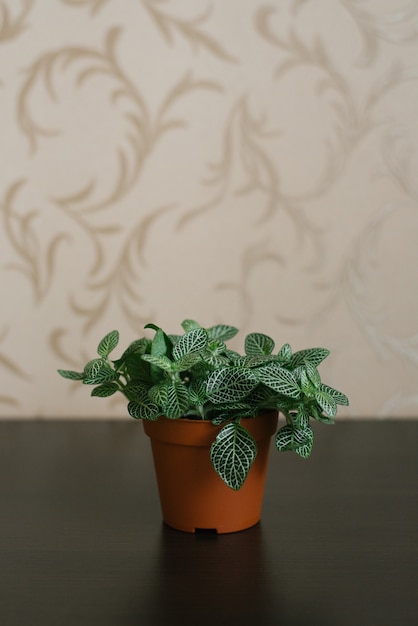 Fittonia verde scuro con striature bianche in vaso marrone sulla superficie marrone e sullo sfondo modellato del muro.