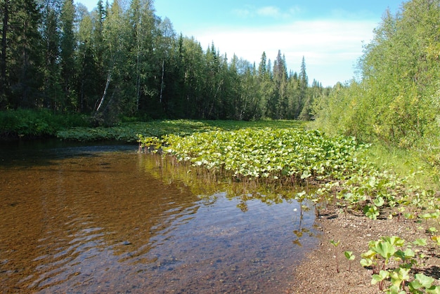 Fiume calmo della foresta