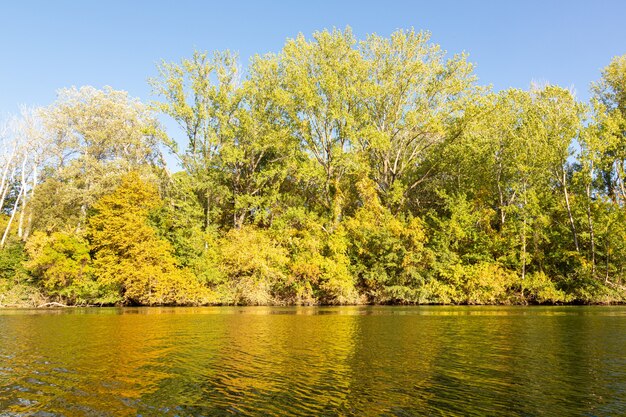 Fiume calmo in autunno con foglie gialle