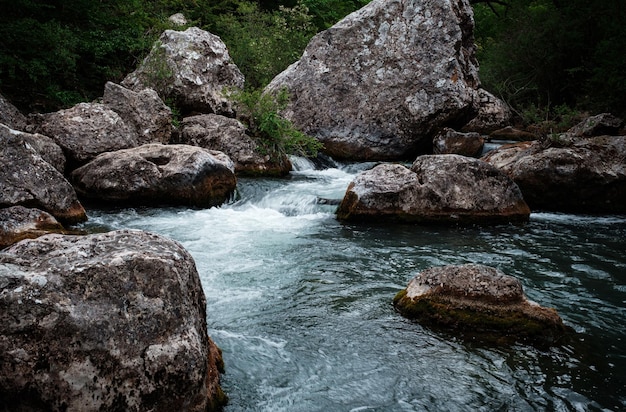 Fiume che scorre in una foresta verde e soleggiata