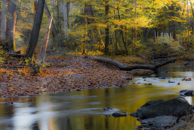 Fiume che scorre nella foresta