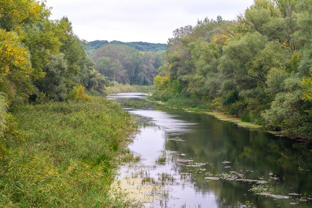 Fiume che scorre nella foresta.