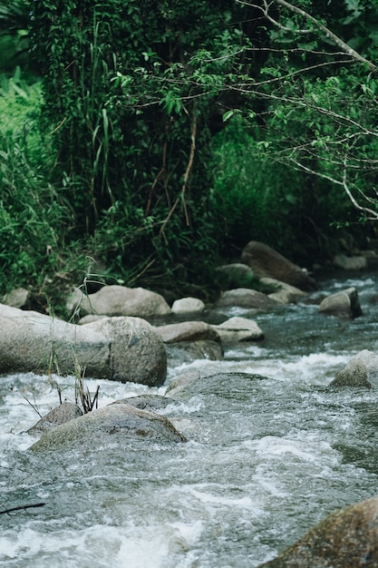 Fiume che scorre nella foresta