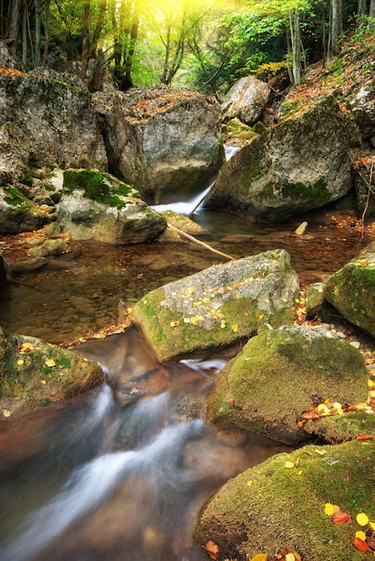 Fiume che scorre sulle rocce in una foresta