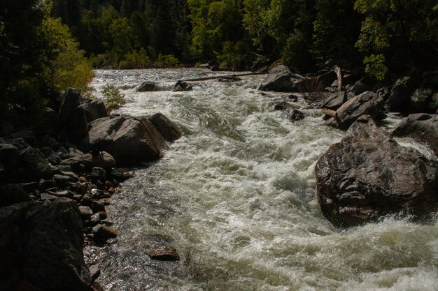 Fiume che scorre tra le rocce della foresta