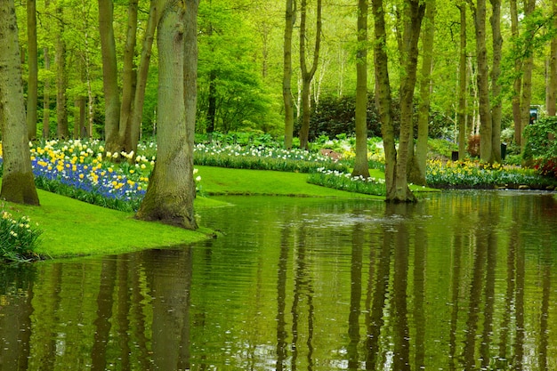 Fiume colorato e aiuola di fiori nel giardino olandese 'Keukenhof', Olanda