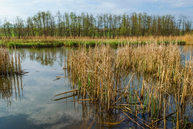 Fiume con canne all'inizio della primavera