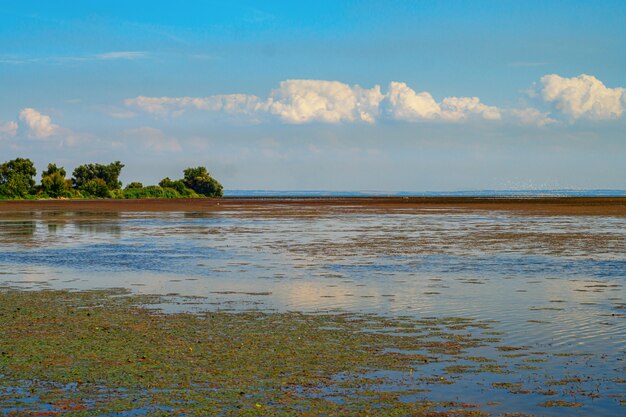 Fiume con piante acquatiche