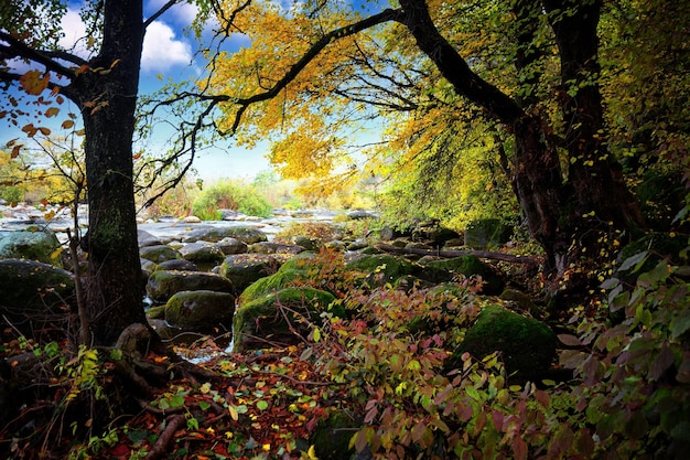 Fiume d'autunno nella foresta con grandi pietre Messa a fuoco selettiva