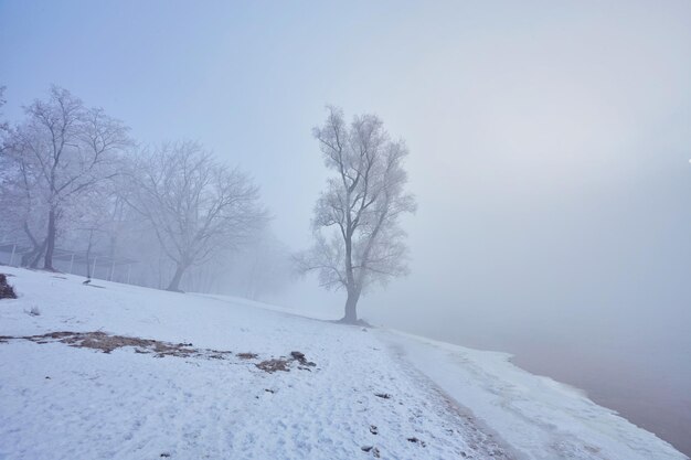 Fiume d'inverno con un albero solitario coperto di brina