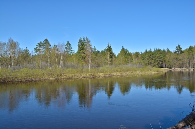 Fiume della foresta a maggio