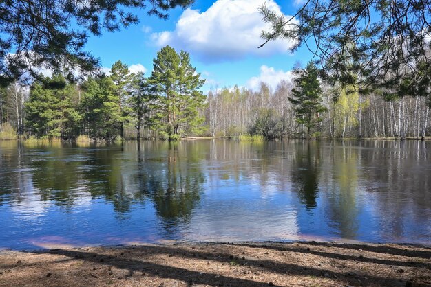 Fiume della foresta a maggio