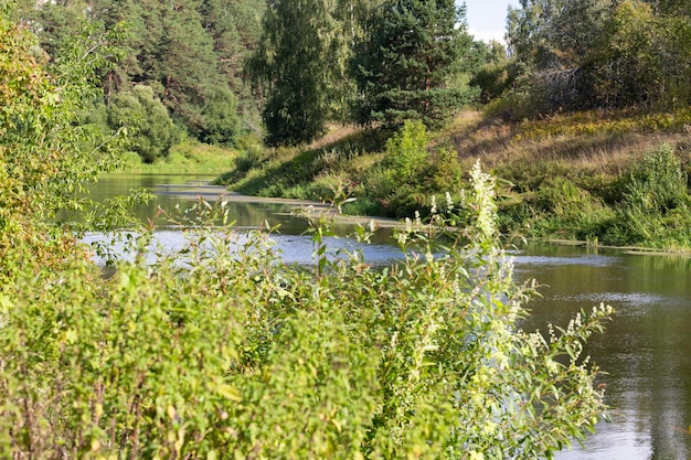 Fiume della foresta in estate ed erba verde