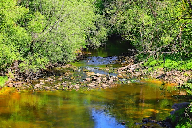 Fiume della foresta in una soleggiata giornata estiva