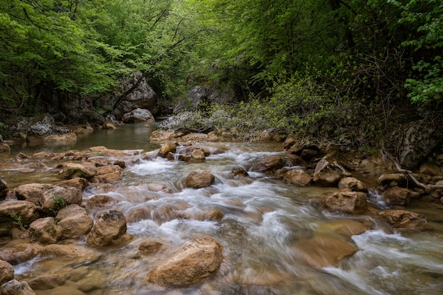 Fiume della montagna che attraversa la foresta verde