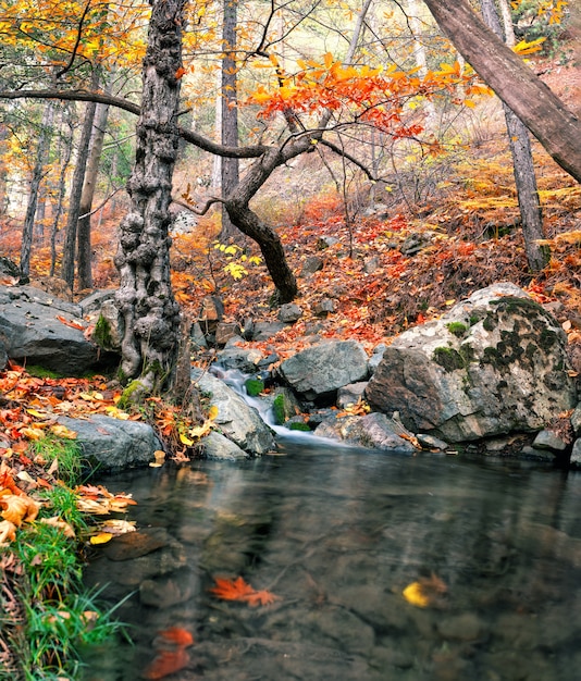 Fiume della montagna con una cascata nella foresta di autunno