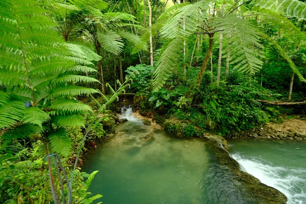 fiume di acqua limpida nel mezzo della foresta pluviale tropicale. le felci prosperano. foresta pluviale all'equatore.