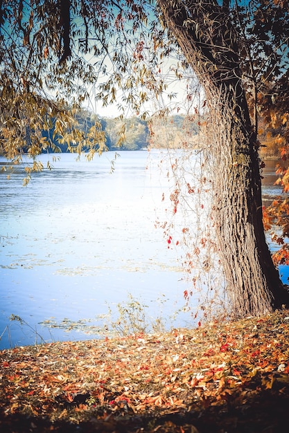 Fiume di fondo, albero sulla riva dell'autunno, foglie gialle cadute con filtro o effetto