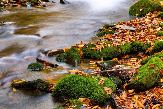 Fiume di montagna con foglie autunnali