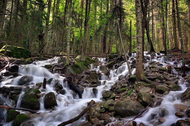 Fiume di montagna con un flusso rapido nella foresta nella regione delle montagne del Caucaso.