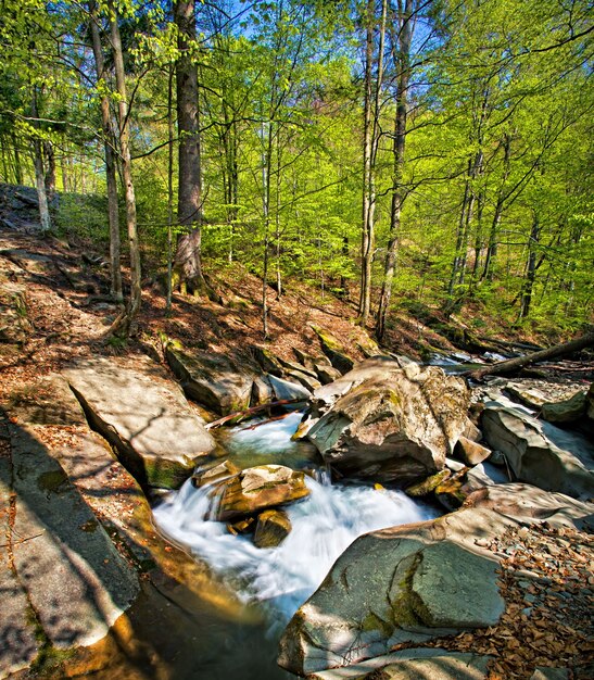 Fiume di montagna della foresta