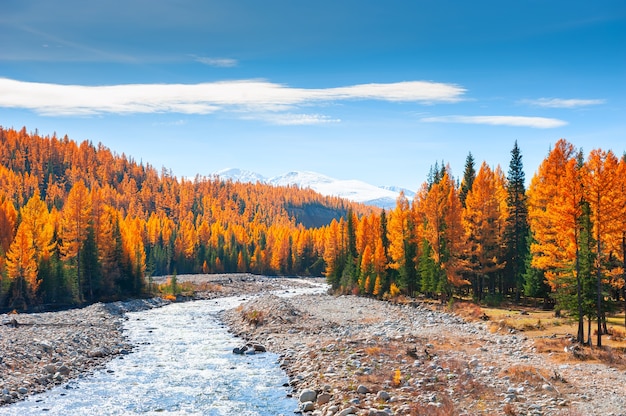 Fiume di montagna e foresta autunnale nella Repubblica di Altai, Siberia, Russia