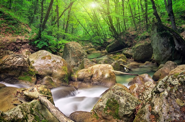 Fiume di montagna in primavera. Un flusso d'acqua nella foresta e nel terreno di montagna