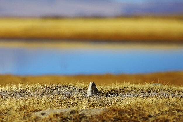 fiume di montagna in tibet