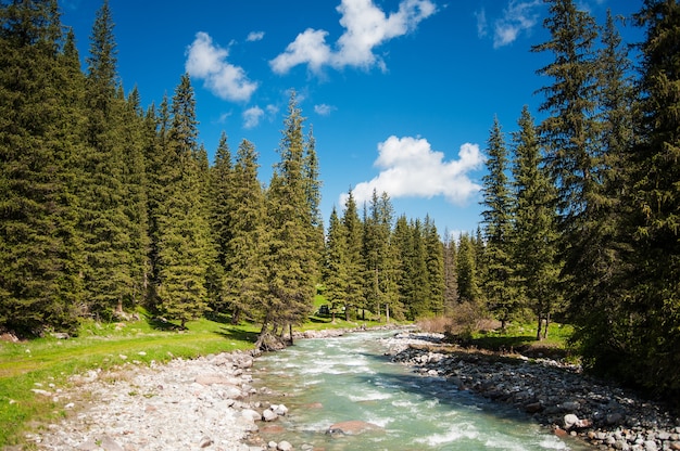 Fiume di montagna in una foresta di pini verdi