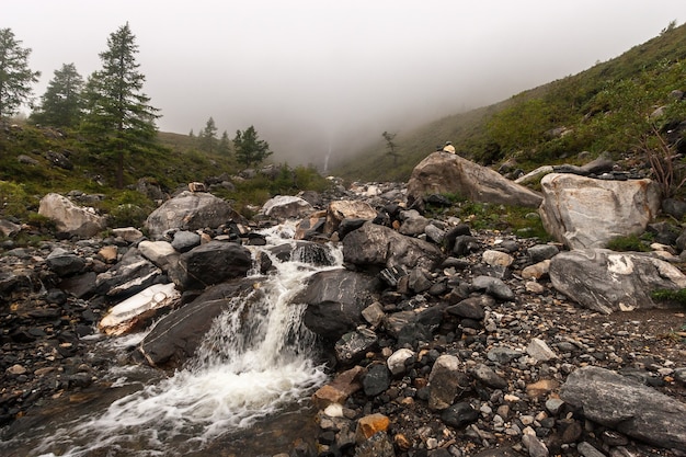 Fiume di montagna nella nebbia. Grandi massi e piccole pietre ai bordi. I giovani abeti crescono. Orizzontale.